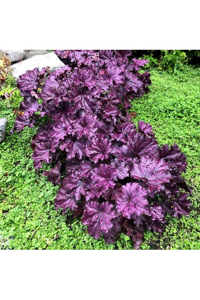 Фіолетова гейхера